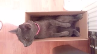 Cat in a box