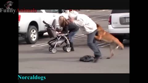 Dogs - Dogs Protecting Their Owners - Dogs that are better than guns!