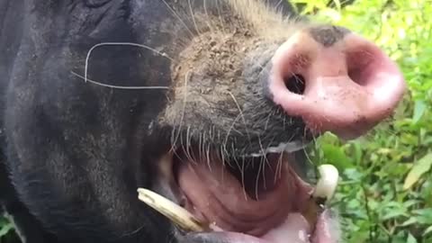 Black pig slow motion yawn