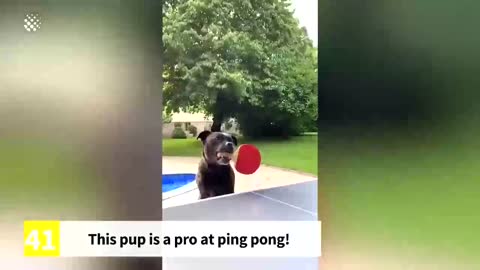 This dog is pro at ping pong