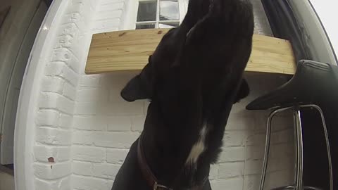 Dog catches treats in slow motion to dramatic music