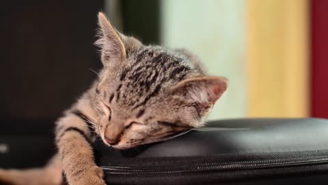 Sleeping Cat/Cute and Funny Cat