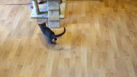 Russian Blue Cat Slow Motion Jump - funny cat laugh