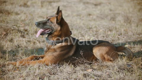 Dog resting on dry grass in the sun