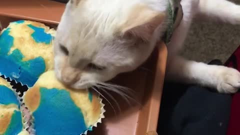 Sneaky cat snatches cupcake in a flash