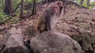 Baby monkey cute animals #5