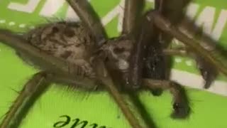 Dog Scared of Massive Spider