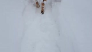Red furry dog walks around in snow