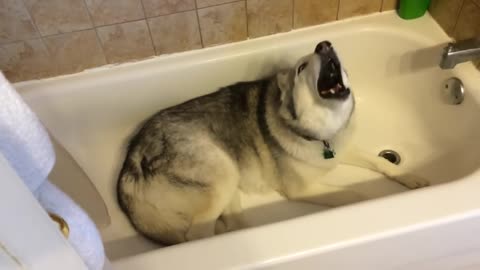 Husky throws hilarious temper tantrum in the bathtub