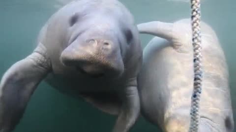Adorable Seal Animals Reactions To Ship Anchor Inside Sea