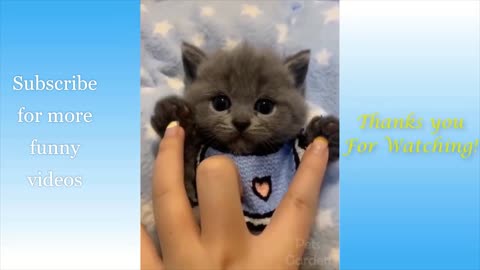 Cute and Funny Cat Compilation Viral Video