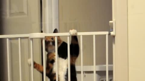 Funny kitty cat trying hard to climb over child baby gate.
