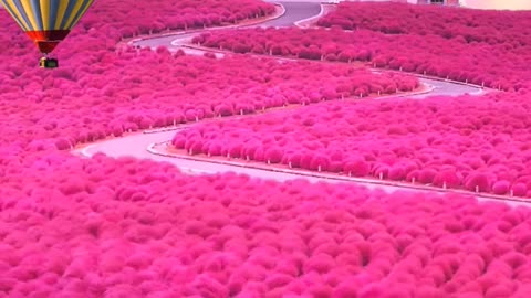 A sea of flowers