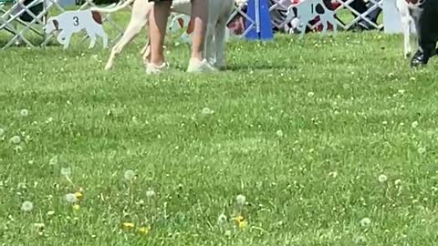 Zak shines at the American Pointer Club Show
