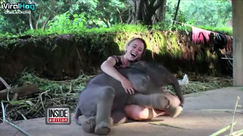 Baby Elephant Surprises Caretaker with a Hug.A beautifull Seen on the Road.