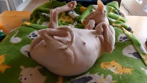 Sphynx cat 9 weeks pregnant