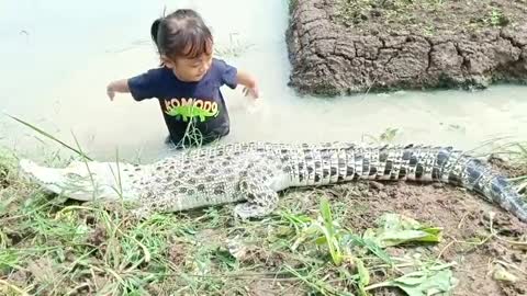 Little girl plays with crocodile on the rice field irrigation