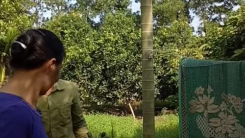 How To Harvest Fruit On Giant Tree Of Exotic Men In Vietnam