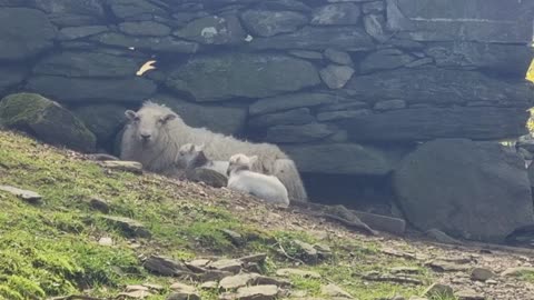 Video Of Sheep And Lambs In North Wales