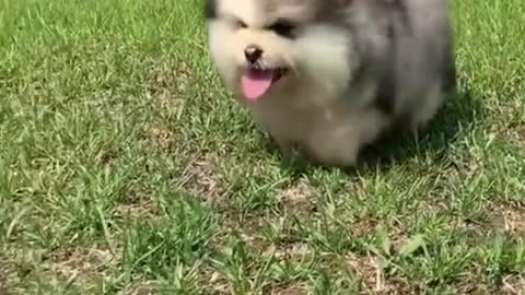 Fluffy chubby pups