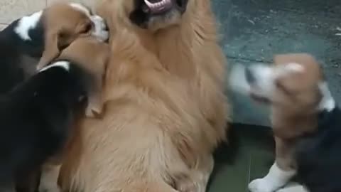 Paciente Golden Retriever entretiene a inquietos cachorros