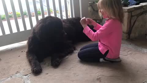 Dog not impressed with little girl's magic trick bcgf