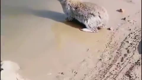 Rabbit are swimming