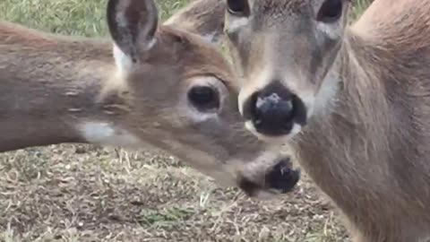 Can gran have a kiss from baby deer?