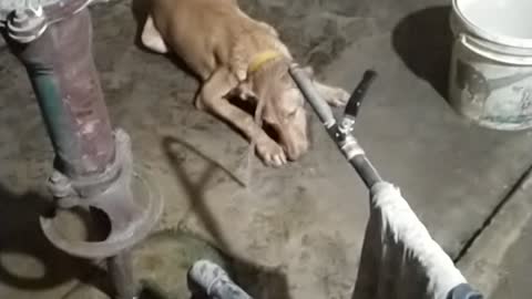 Dog fun with water