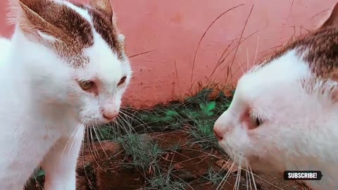 Cats Fighting and Meowing - These two are still bloody brothers