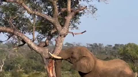 Rare footage of an elephant pushing over a tree in Sabi Sands, South Africa.