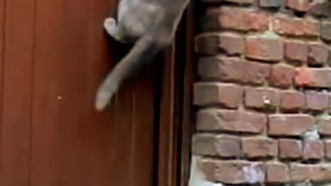 cat opens door knob.
