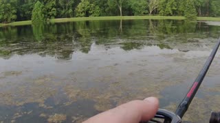 Thursday Morning Pond Bass