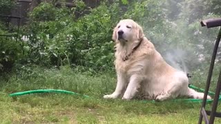 Relaxed Pup Cools Off