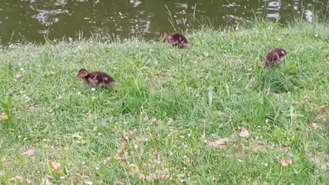 small ducks playing