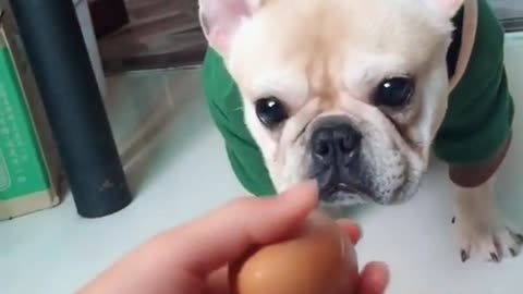 Eat a chicken egg?))) Funny French Bulldog🐶🐶🐶