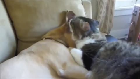 Romantic Dog and cat act like a cute couple...PT3