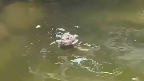 Frogs dating underwater