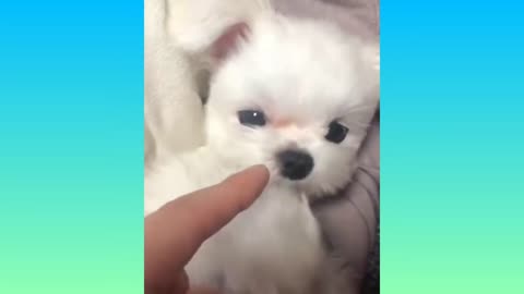 nice puppie very small cute white doggie