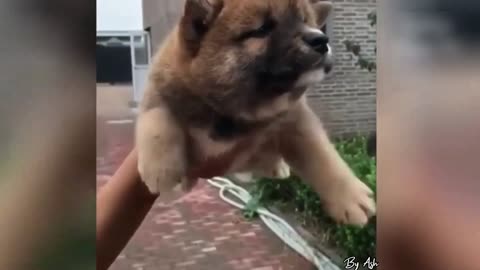 I believe I can fly [Cute Puppy]