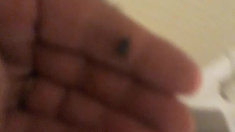 Meet " Walk " the fly that cant fly very well?