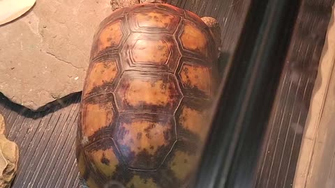 My friend Doug's big turtle