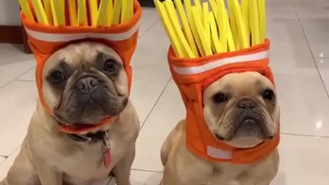 'Frenchie Fries" Halloween Costume Is Simply The Best