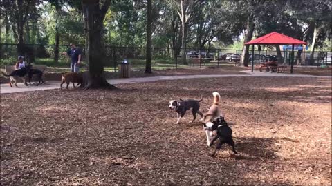 Zack vs Husky Tug of War