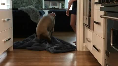 Ace the Weimaraner dog - What the fluff challenge - Fail