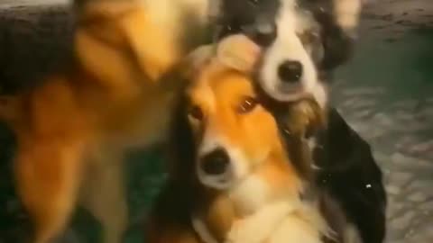 Wow So Beautiful Three Cute Pie Dogies