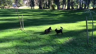 Puppies in the park 01