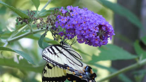 Eastern tiger swallowtail butterfly feeding