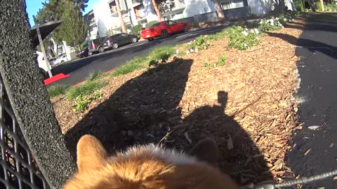 Isaac the Corgi - The Corgi Cam!