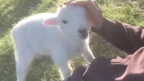 caressing a goat kid